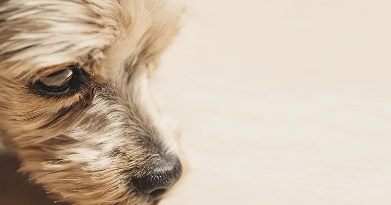 Tibet Terrier in Not: warum es diese Hunde gibt