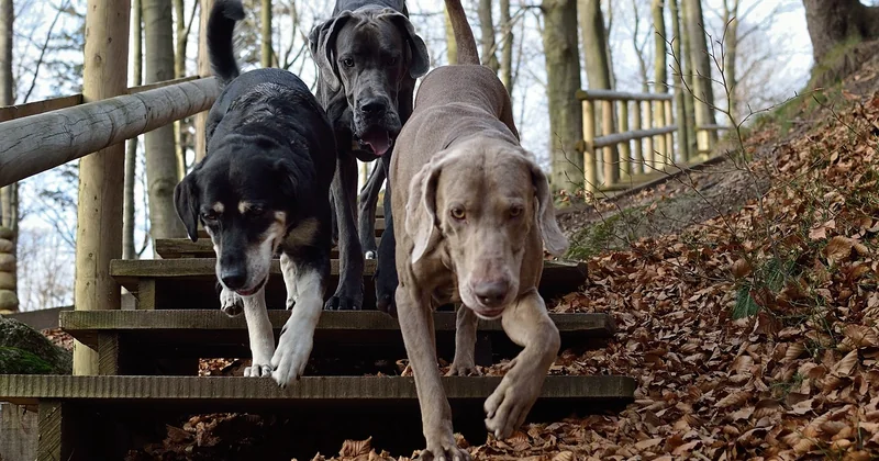 Die Gesundheit des Weimaraners: Was Sie einkalkulieren müssen