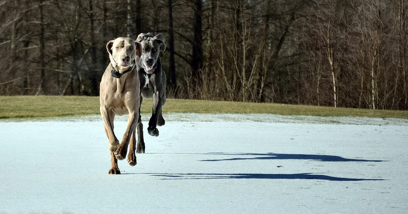 Der Weimaraner als Familienhund: Eine ehrliche Einschätzung