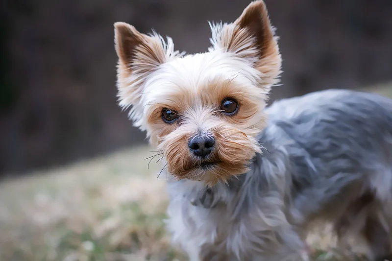 Fazit: Lohnt sich ein Yorkshire Terrier?