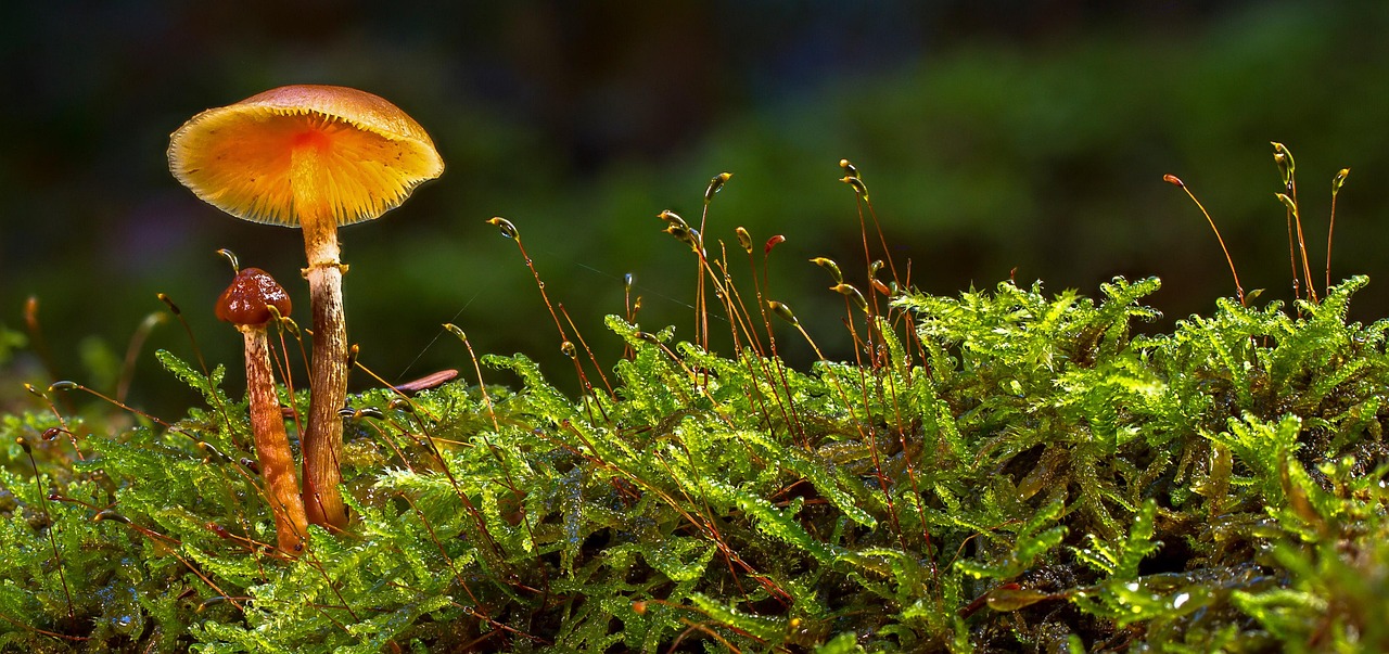 entdecken sie die faszinierende welt der pilze – von essbaren sorten über heilpilze bis hin zu sammel- und zubereitungstipps. alles wissenswerte rund um pilze auf einen blick!
