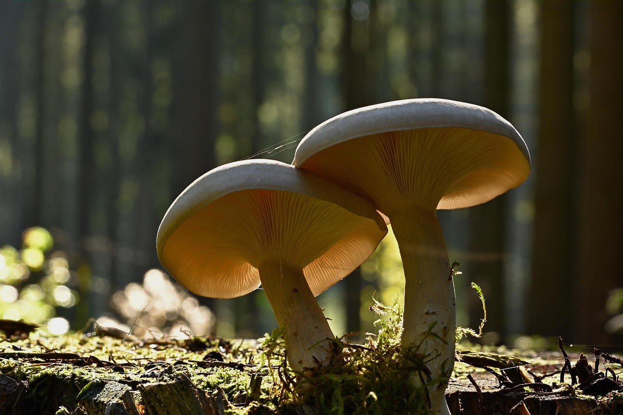 entdecken sie die faszinierende welt der pilze! von essbaren sorten über gesundheitliche vorteile bis zu spannenden fakten – alles wissenswerte rund um mushrooms auf einen blick.