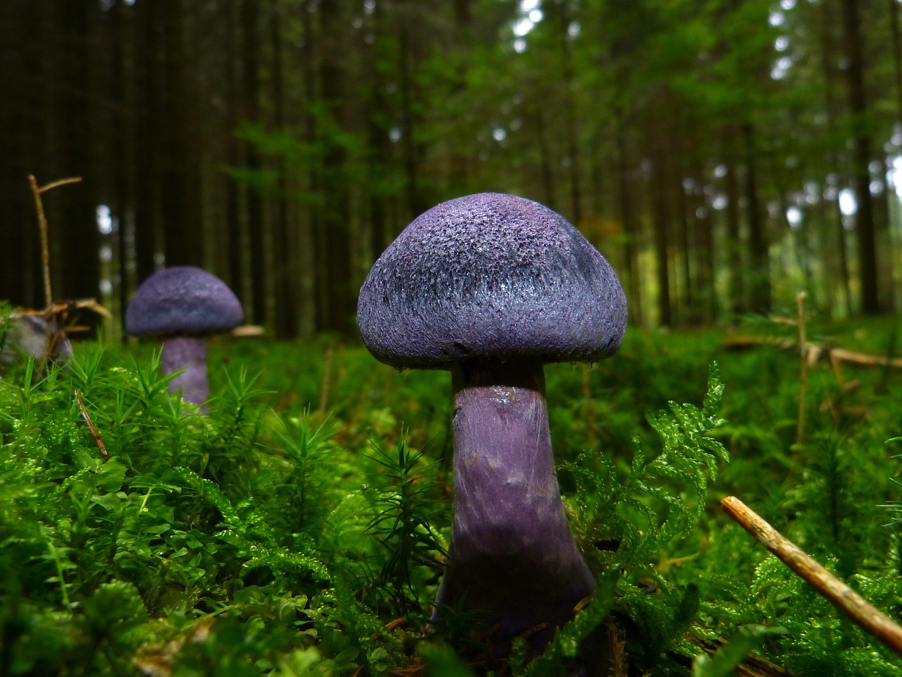 entdecken sie die faszinierende welt der pilze! erfahren sie alles über essbare, giftige und heilende pilzarten, deren nutzen, zubereitung und bedeutung in der natur.